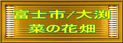 �x�m�s/�基
�؂̉Ԕ�